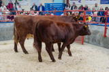 lot 55 sold for 3100 gns